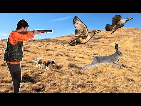 Видео: ОТКРЫТИЕ СЕЗОНА ОХОТЫ! (ОХОТА НА КАМЕННУЮ КУРОПАТКУ И ЗАЙЦА)