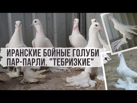 Видео: Иранские бойные голуби Пар-Парли (Тебризские) |  کبوترهای ایرانی تبریز