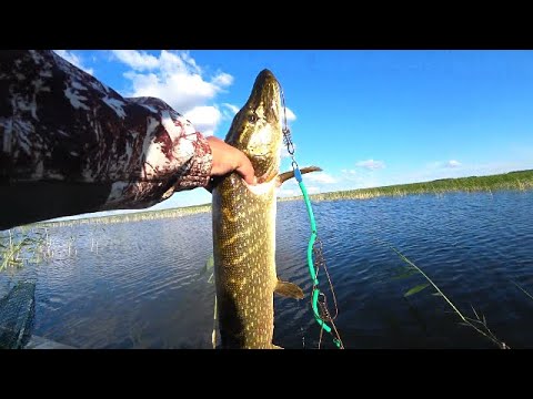 Видео: КАМЫШОВЫЙ ДЖИГ. Ловля щуки. Крокодилы озера Барыкуль.