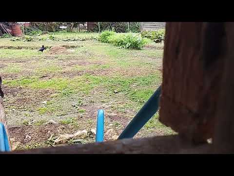 Видео: Охота на ворон с пневматикой мр-512