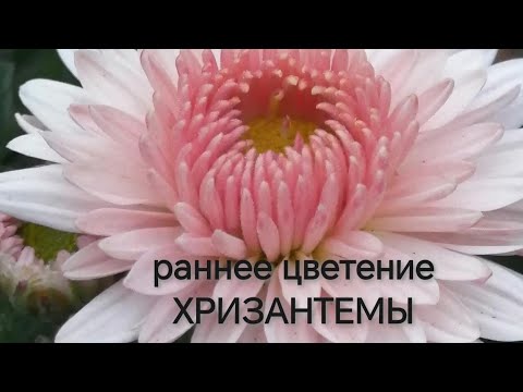 Видео: Раннее цветение хризантемы !