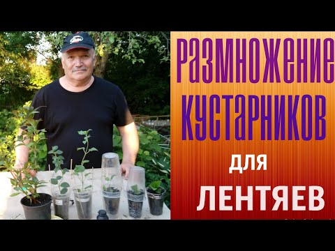 Видео: Размножение кустарников для лентяев.