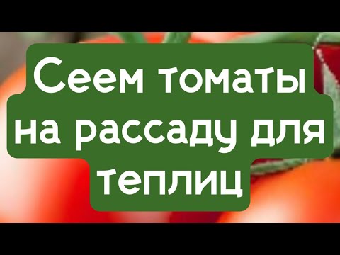 Видео: Сеем томаты на рассаду для теплиц 12.03.2023.