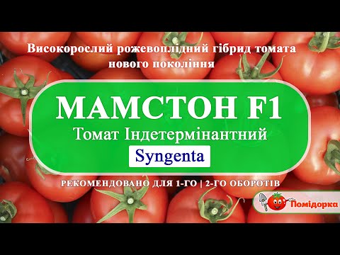 Видео: MAMSTON F1 | МАМСТОН F1 - Томат Індетермінантний, Syngenta