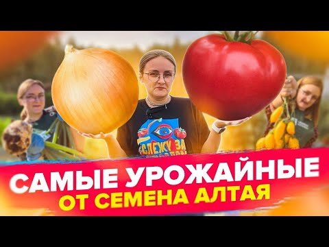 Видео: УРОЖАЙНЫЕ СОРТА ОТ СЕМЕНА АЛТАЯ!