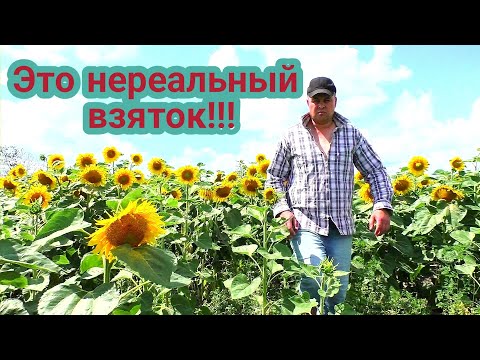 Видео: Вот это заливают пасеку! Нереальний взяток 2025 года.