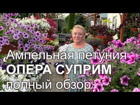 Видео: Ампельная Петуния ОПЕРА СУПРИМ. Экспертное мнение.