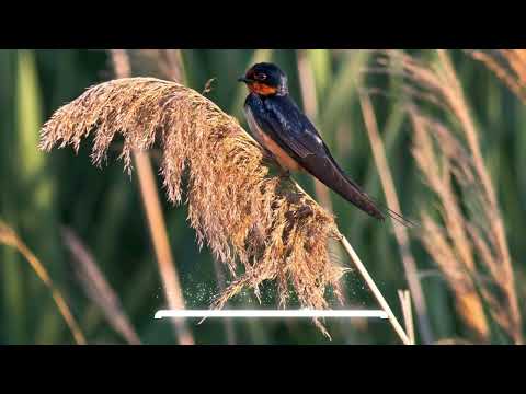 Видео: Виктория Соломахина - Ласточка