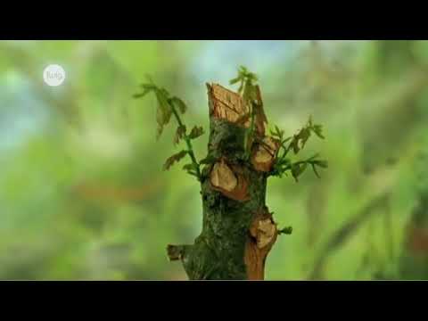 Видео: Жизненный цикл дуба