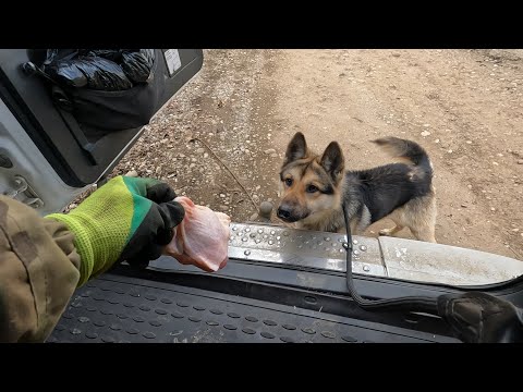 Видео: Накормил бездомного пса. Пытаюсь забрать домой, но боюсь быть покусанным.