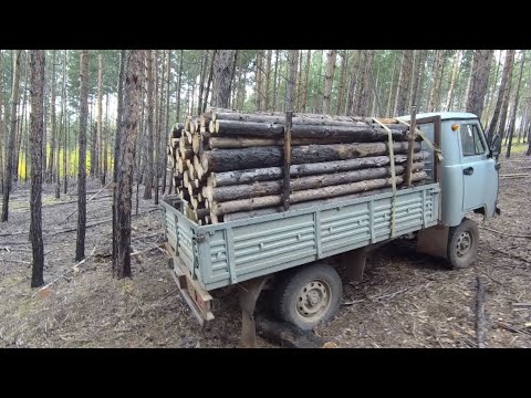 Видео: Собираем валежник- всё что ещё не гнилое.