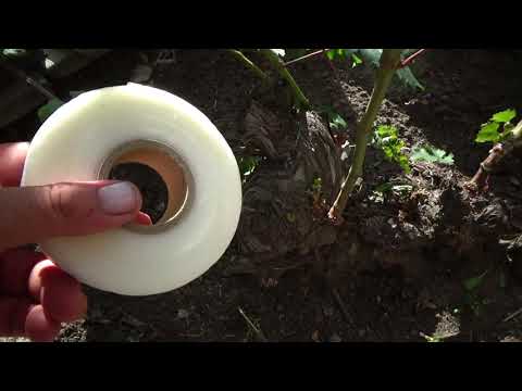 Видео: Снимаем обвязочную ленту на прививках