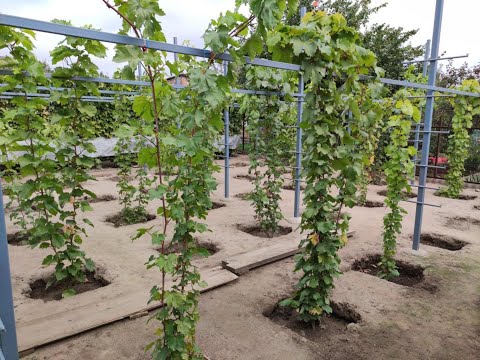 Видео: Мой новый виноградник и конструкция моих шпалер! тел.+79054033245, WhatsApp и Viber +79528500417.