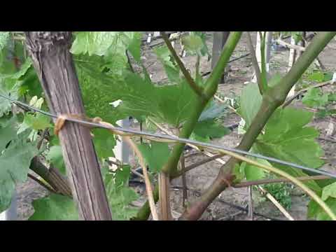 Видео: Когда начинаем делать прививки на кусты черным в зеленое