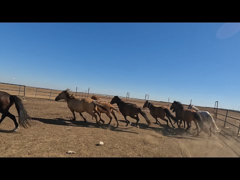 Видео: 2 ҮЙІР ҚАМАЛДЫ 
