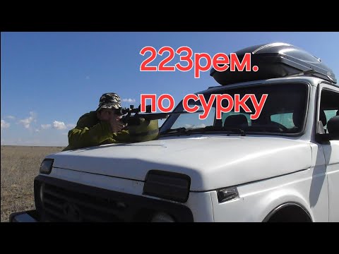 Видео: Охота на сурка 2025г "насыщенная охота"