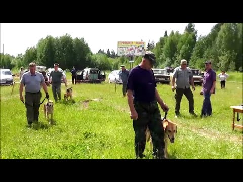Видео: Шарьинская выставка охотничьих собак 2021г .