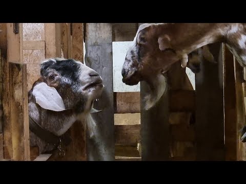 Видео: В лес за природным материалом//У коз природный зов//Балую мужа пирогами.