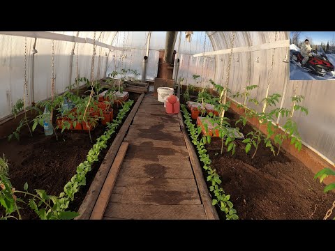 Видео: Подогрев теплицы дымоходом из жести.