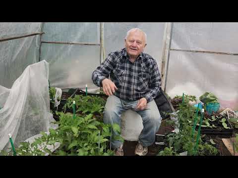 Видео: Как правильно делать теплицы и грунт в них, чтобы томаты зрели в мае.