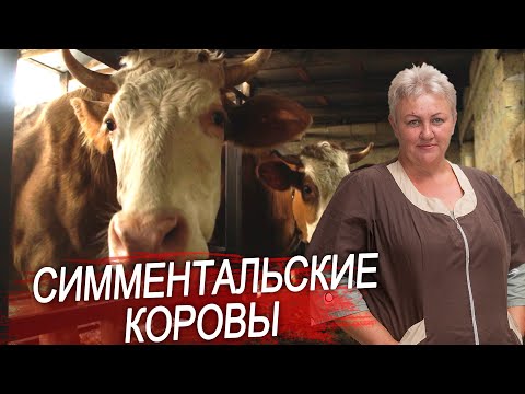 Видео: Симментальская порода коров. Особенности разведения, характеристики породы.