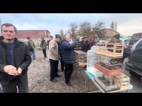 Видео: 2 ноября 2025 г.