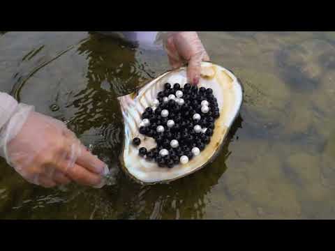 Видео: Ловите мидий и собирайте черный и белый жемчуг. Жемчужины в раковине круглые и полные