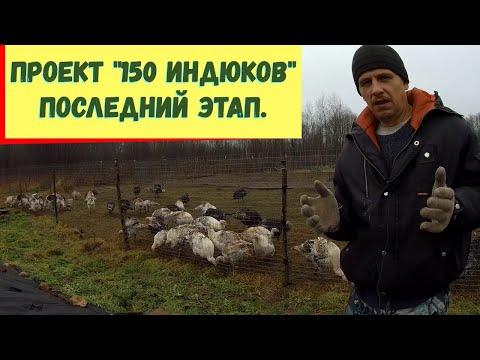 Видео: САМЫЙ ДОЛГОЖДАННЫЙ ПЕРИОД в ПРОЕКТЕ "150 ИНДЮКОВ"