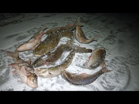 Видео: Улов растёт ! Продолжаем осваивать неокрепший лёд Печоры \ 29.11.24