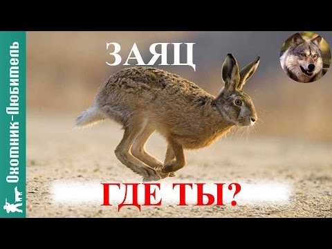 Видео: Где искать зайца на охоте?