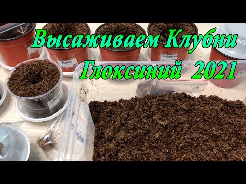 Видео: Высаживаем клубни глоксиний 2021