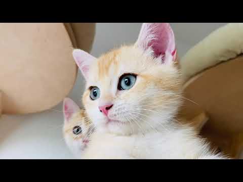 Видео: 🙀 КОТЯТА ЗОЛОТАЯ ШИНШИЛЛА В ЖАРУ🤩GOLDEN KITTENS😻