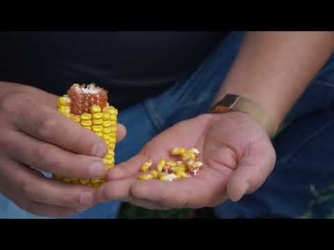 Видео: Ніколадж ФАО 320 | Насіння кукурудзи IFAGRI