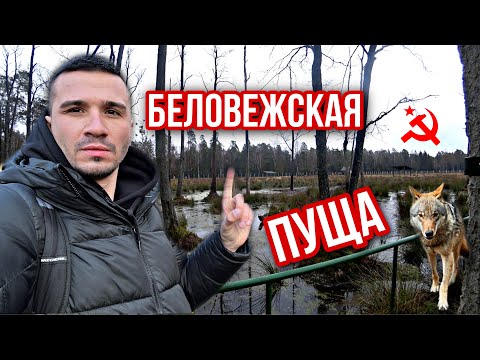 Видео: Беларусь зимой. Как добраться до Беловежской пущи? Что я там увидел?