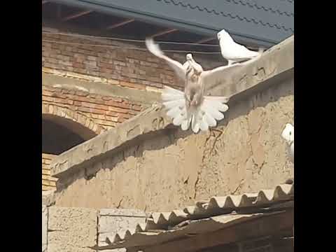 Видео: 7 ноября 2025 г.