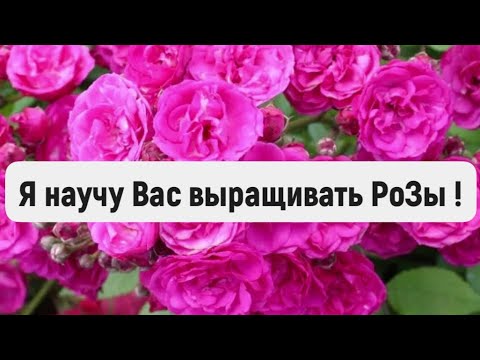 Видео: РОЗЫ. СДЕЛАЙТЕ ЭТО СРОЧНО ВАШИМ РОЗАМ, ДО ПЫШНОГО ЦВЕТЕНИЯ!