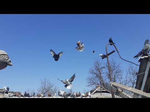 Видео: Николаевские голуби с хорошим полетом Умань телефон 068 63 20 256 Коля