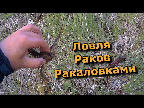 Видео: Ловля раков в мае  раколовками! Самая Уловистая И простая приманка!!!