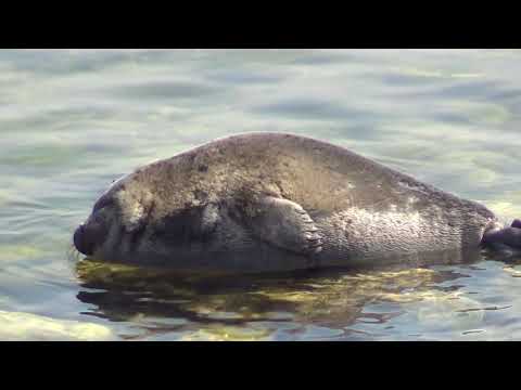 Видео: Байкальская нерпа На солнышке