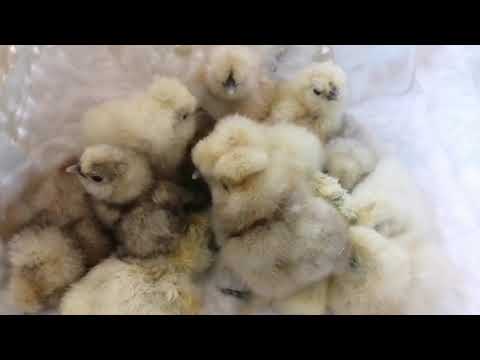 Видео: Цыплята//Обзор нового инкубатора БЛИЦ НОРМА ПАРКА