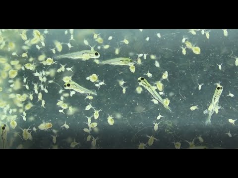 Видео: ДАФНИЯ ДЛЯ ВСЕХ МАЛЬКОВ .КАК КОРМИТЬ ДАФНИЕЙ!МАЛЬКИ САМИ РЕШАТ КАКУЮ ДАФНИЮ СКУШАТЬ!DAPHNIA