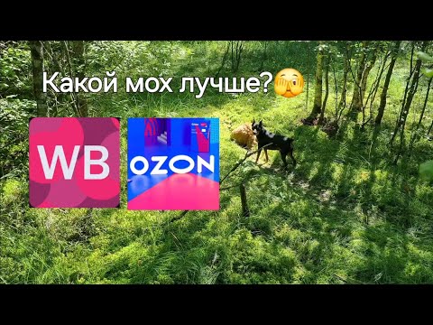 Видео: На каком маркетплейсе мох лучше?