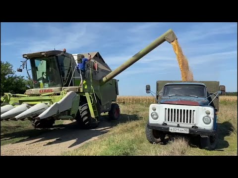 Видео: Уборка кукурузы. Газ 53 лучшая машина.