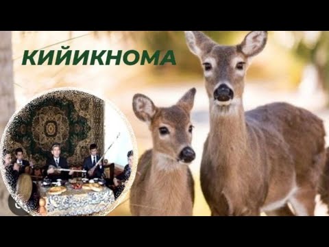 Видео: Рустам Хожи Нумонов Кийикнома