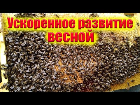 Видео: Почему пчелы плохо развиваются весной?  Как нарастить пчел весной. Ошибки пчеловода весной