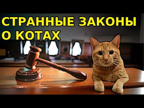 Видео: Как люди в средневековье котов урегулировали