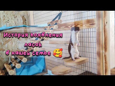 Видео: История появления ласок в нашей семье 🥰