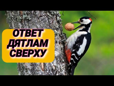 Видео: 6. Стук для шумных соседей