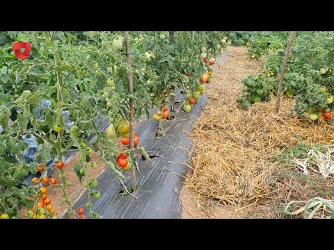 Видео: Что делать и что сеять и сажать в июле