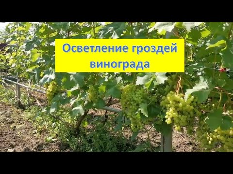 Видео: Осветление гроздей. Удаление листьев на винограде. Когда и для чего.